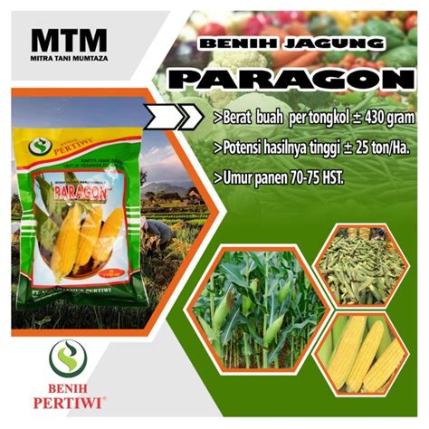 Benih Jagung Manis Paragon F1 250gr Hibrida Benih Unggul Pertiwi Super