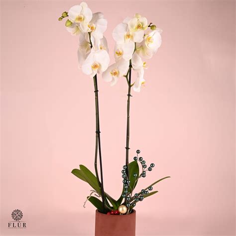 Snowdrop Orchid Fl R Florsitry Delivery All Over Lebanon