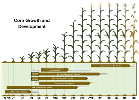 Crop Forage Turfgrass Management Wiley Online Library