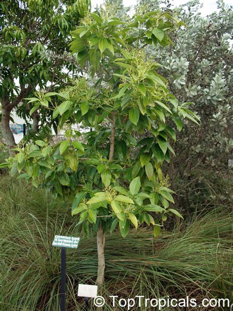 Cinnamomum zeylanicum, Cinnamomum verum, Cinnamon