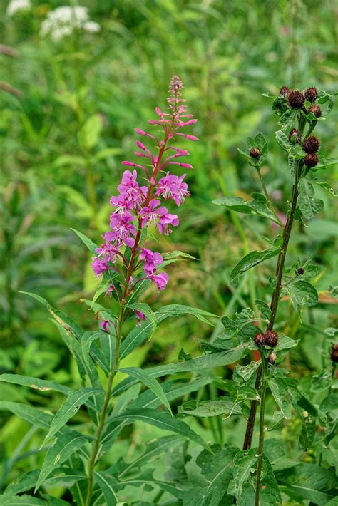 Fireweed Sparrowhawk Native Plants