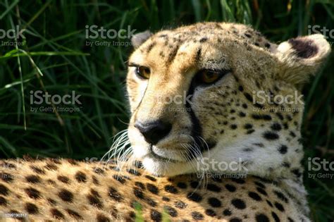 Cheetah India Stock Photo - Download Image Now - Cheetah, Color Image, Day - iStock