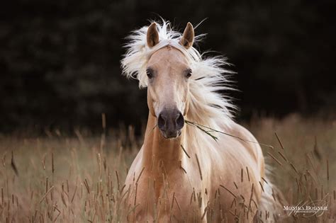 Pferde In Der Natur Monika Bogner Photography