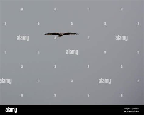 Closew Up Of A Wild Red Kite Milvus Milvus In Flight Light Grey Sky