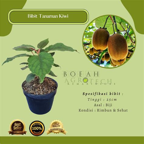 Jual Bibit Tanaman Buah Kiwi Golden Kuning Tanaman Kiwi Golden Shopee