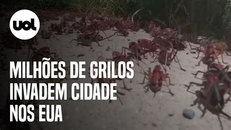 Milhões de grilos invadem cidade nos EUA e prejudicam moradores veja