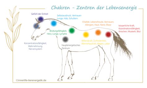 Tiertherapie Bei Psychischen Psychosomatischen Erkrankungen