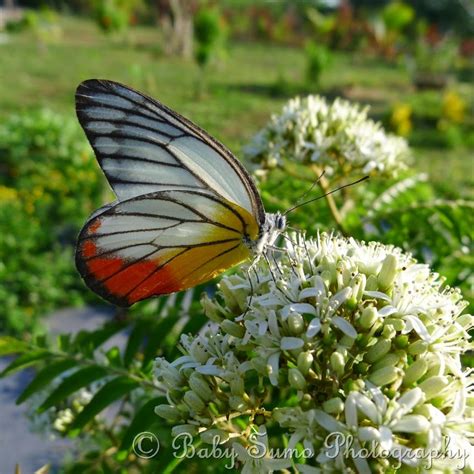 Baby Sumo Photography: Beautiful butterfly on curry leaf plant - KL ...