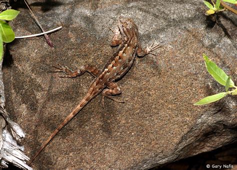 Northwestern Fence Lizard Sceloporus Occidentalis Occidentalis