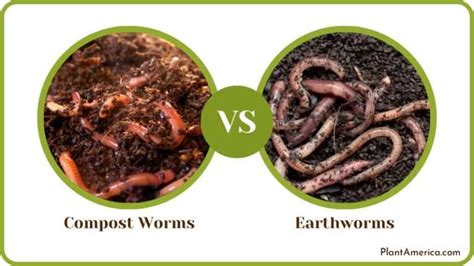 Compost Worms Vs Earthworms Which One Is Better For Your Pile Plant