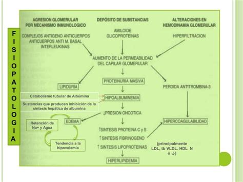 Sindrome Nefrotico Y Nefritico Iris Guevara Ppt Descarga Gratuita