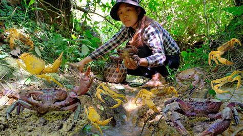 I Discovered A Lot Of Rock Crabs Lurking In The Stream Catching Crabs