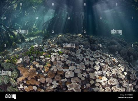 A Healthy Mangrove Forest In Eastern Indonesia Serves As A Nursery To