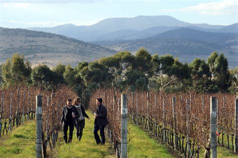 The Ultimate Guide To The Best Tasmanian Wineries And Cellar Doors