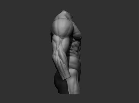 Torsos Male Torso 3D Model CGTrader