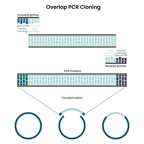 Premium Vector Overlap Polymerase Chain Reaction Pcr Cloning Vector