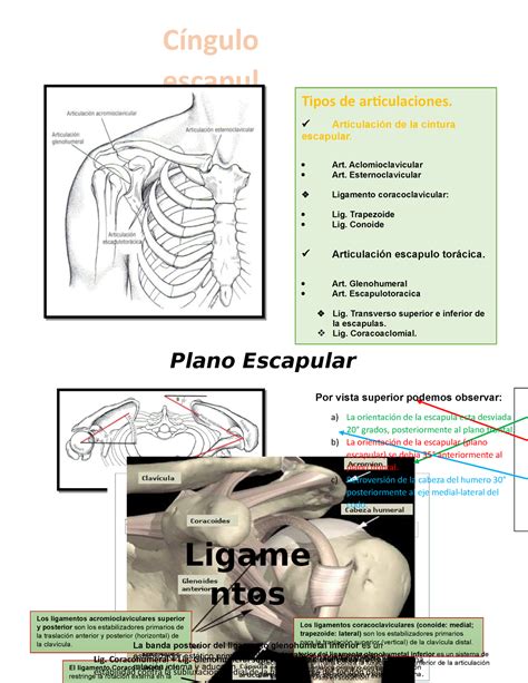 Cintura escapular fisio Plano Escapular Cíngulo escapul ar Tipos de