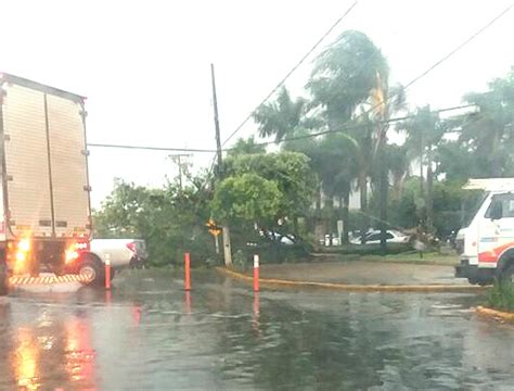 Rvore Cai Na Avenida Mato Grosso Em Lucas Do Rio Verde Sn S Not Cias