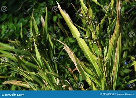 Job S Tears Coix Lacryma Jobi Poaceae Plants Native To Tropical