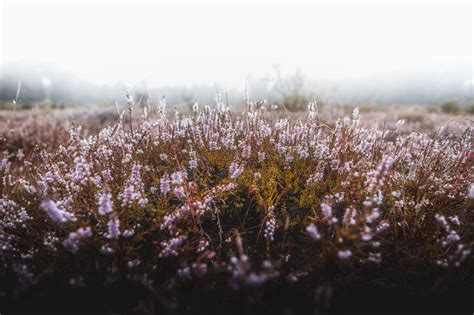 Photographing in a foggy forest — Dedication Photography