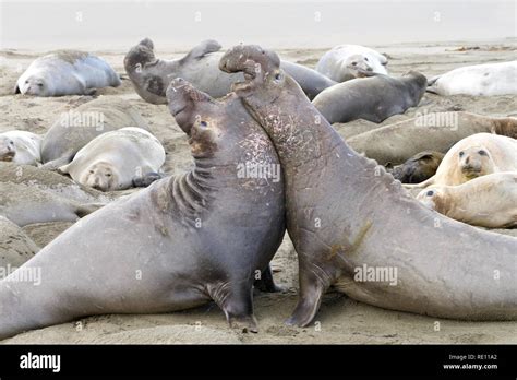 Two Elephant Seal Bulls Fighting Bulls Challenge Each Other For