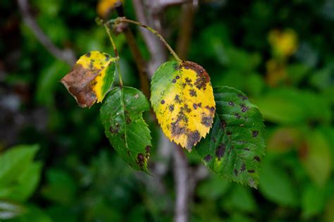 Phillip Harkness On Yellowing Rose Leaves Prevention Is Better Than