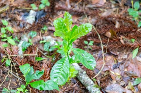 Premium Photo | Native yerba mate tree ilex paraguariensis in organic cultivation