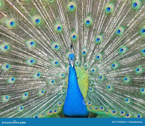 Dancing Peacock Stock Images - Image: 27746364