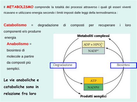 PDF Il METABOLISMO Ricavano E Utilizzano Energia Secondo I Il