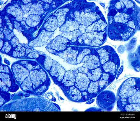 Sublingual Gland Light Micrograph Semi Thin Section Micrometres