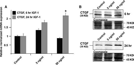 Analysis Of CTGF Expression In HTM Cells After Treatment With 5 Or