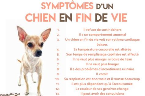 Comment Savoir Si Un Chien Va Mourir Sympt Mes