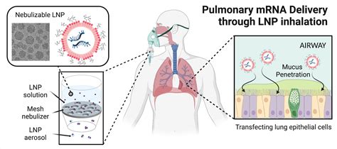 Researchers take key step toward improving treatment of cystic fibrosis