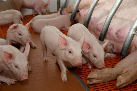 La Producci N De Carne De Cerdo En Colombia Llegar A A