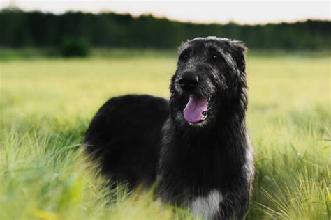 Levriero Irlandese Irish Wolfhound Aspetto Carattere Prezzo