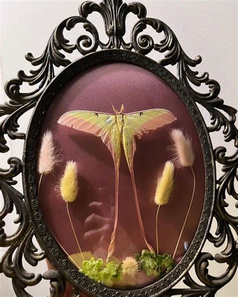 Actias Dubernardi Moth Display - Etsy