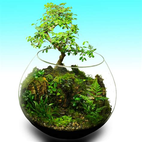 Wabi Kusa Terrarium Und Flaschengarten Konfigurator Bauanleitung