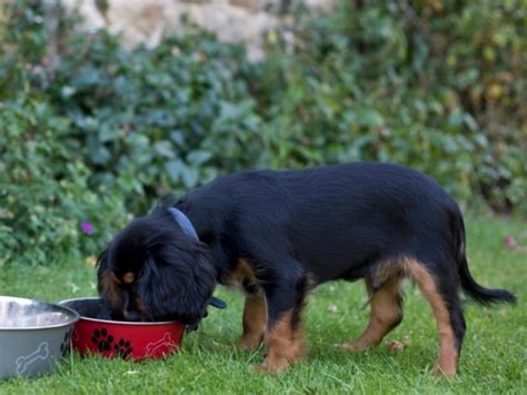 When to Give Dry Dog Food to Your Puppy – Benefits of Privilege