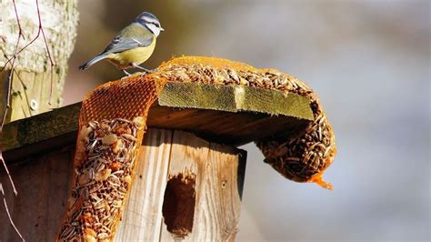 Comment Bien Nourrir Les Oiseaux Au Jardin M Deco Fr