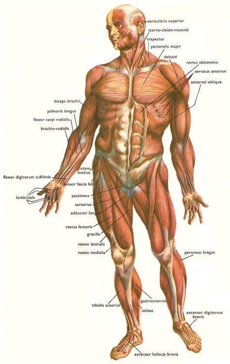 Jurnal Sistem Muskuloskeletal Homecare