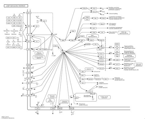 Kegg Pathway Camp Signaling Pathway Homo Sapiens Human