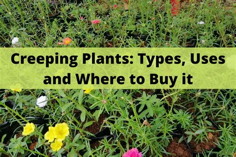 CREEPING PLANTS: TYPES, USES AND WHERE TO BUY IT