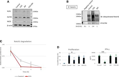 Frontiers Targeting The Cbl B Notch1 Axis As A Novel