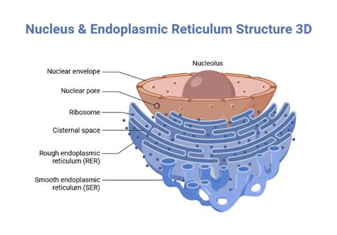 Nucleus Endoplasmic Reticulum Structure D Biorender Science Templates