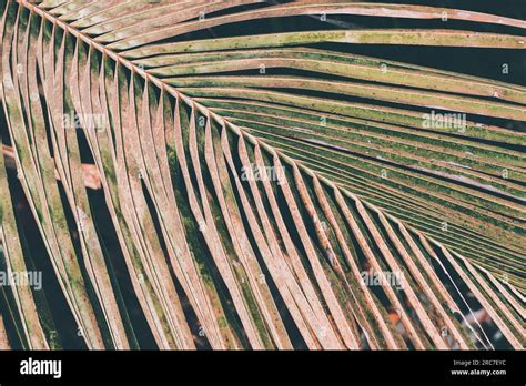 Coconut tree leaves Stock Photo - Alamy