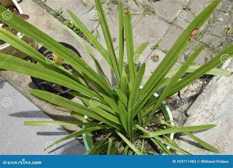 Pandan Leaves Plant On Pot At The Garden Area Stock Image Image Of