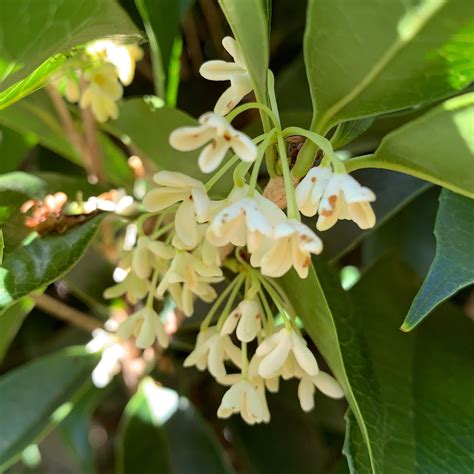 Osmanthus fragrans Fragrant Tea Olive | Elderberry Creek Farm and ...