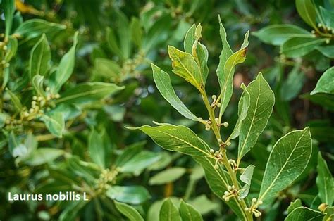 Laurus Nobilis L Pabellón De Historia Natural Phn