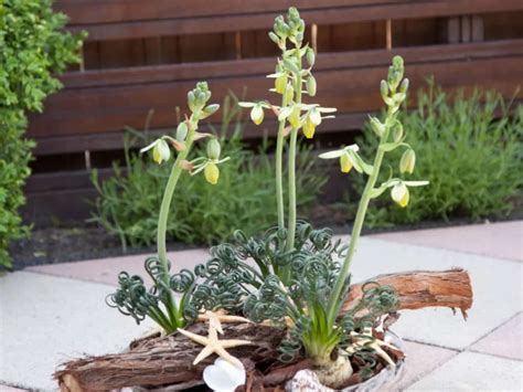 Albuca Spiralis Frizzle Sizzle World Of Succulents