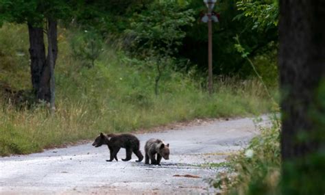 I Cuccioli In Fuga Il Colpevole Linchiesta Il Punto Sulla Morte